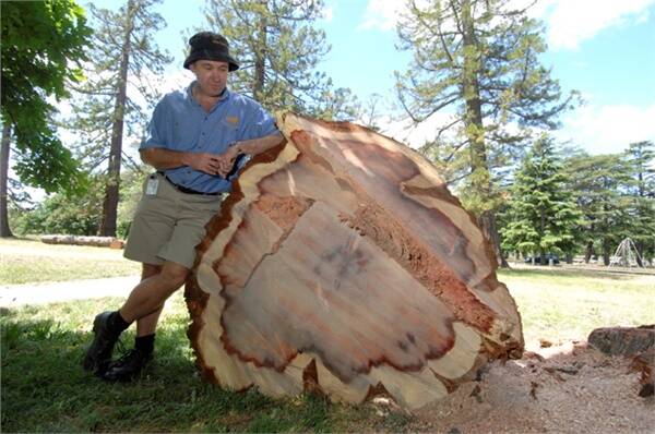 REMOVAL: Ballarat Botanical Gardens curator Peter Marquand with a giant redwood which has been cut down.