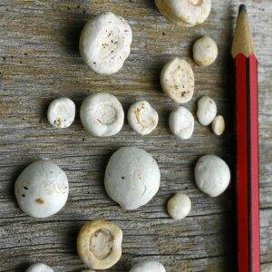 INDIGESTIBLE: These "stones" came from yabbies' stomachs.