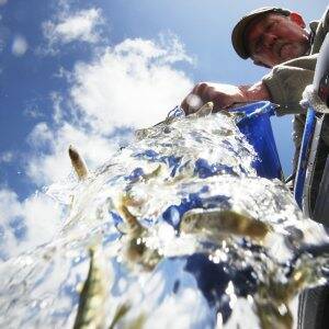 RELEASED: Russell Dodds releases rainbow trout into the waters of Lake Wendouree.