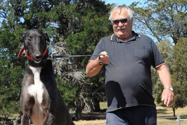 READY TO GO: Greyhound trainer Wayne Wrout takes a feisty Not Mum's Choice for a walk at his Scarsdale property yesterday ahead of a start in heat three of the Ballarat Cup tonight. Picture: Jeremy Bannister