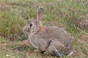 ON THE HOP: Rabbit numbers jump.