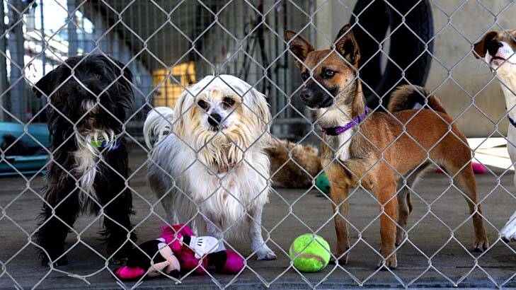 All they need is love . . .  terrier cross Bella, Maltese terrier cross Tammy and fox terrier cross Molly at an RSPCA shelter, in a file picture.
