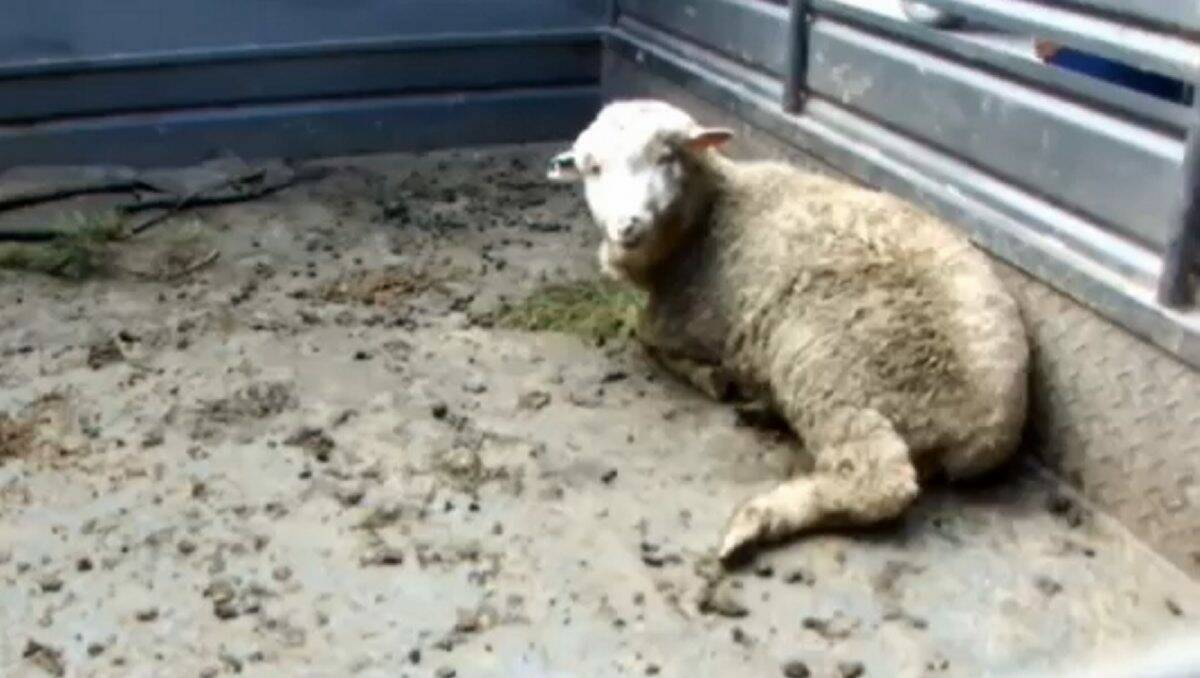 An image from a YouTube video filmed by activist Stephanie Dyer showing a lamb with a broken leg. PICTURE: YOUTUBE