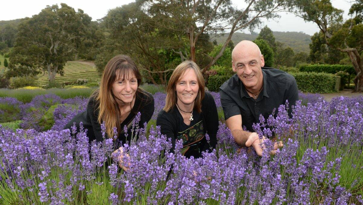 Big change: Owners of the Yuulong Lavender Estate Sharyn Jury, Debbie Macfarlane and Tony Jury. PICTURE: KATE HEALY