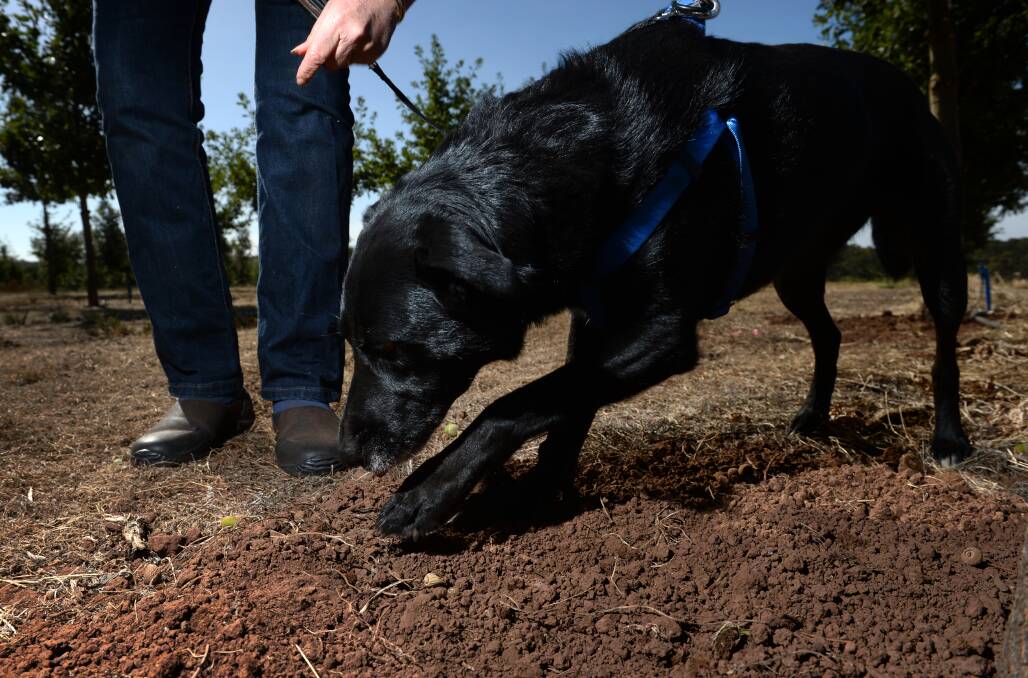 Ella the truffle dog goes in search for the hidden gold of black truffles.