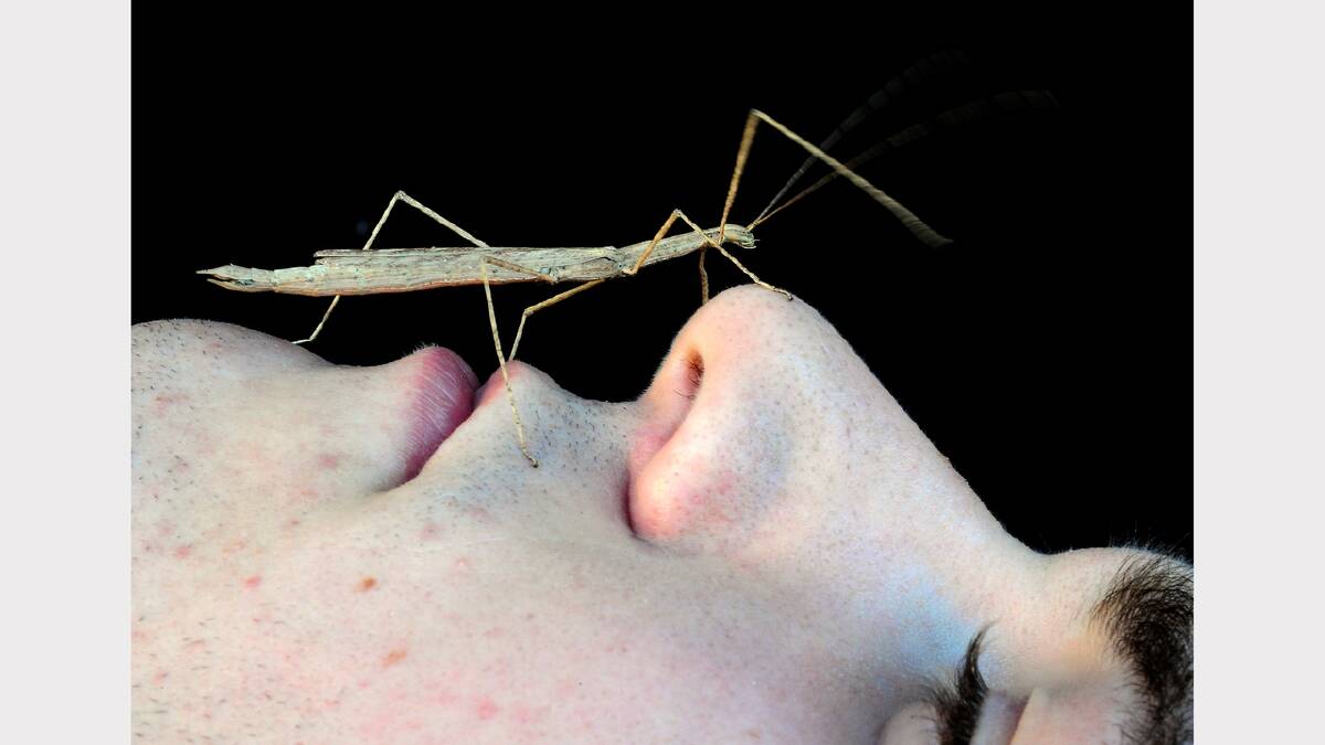 Super Bugs at the Ballarat Wildlife Park. Handler Jack Male with a stick insect. PHOTO: JEREMY BANNISTER