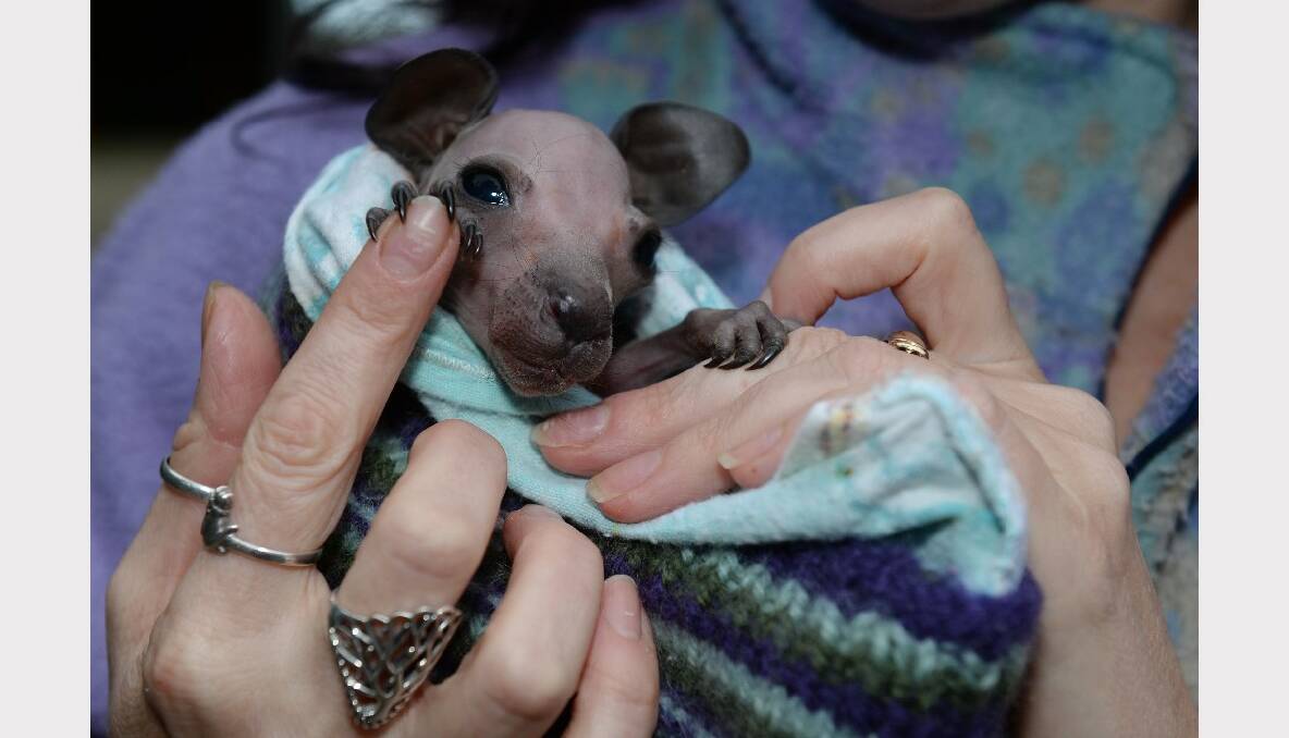 One of 18 baby joeys being cared for by Karen Pohlner. PHOTO: KATE HEALY