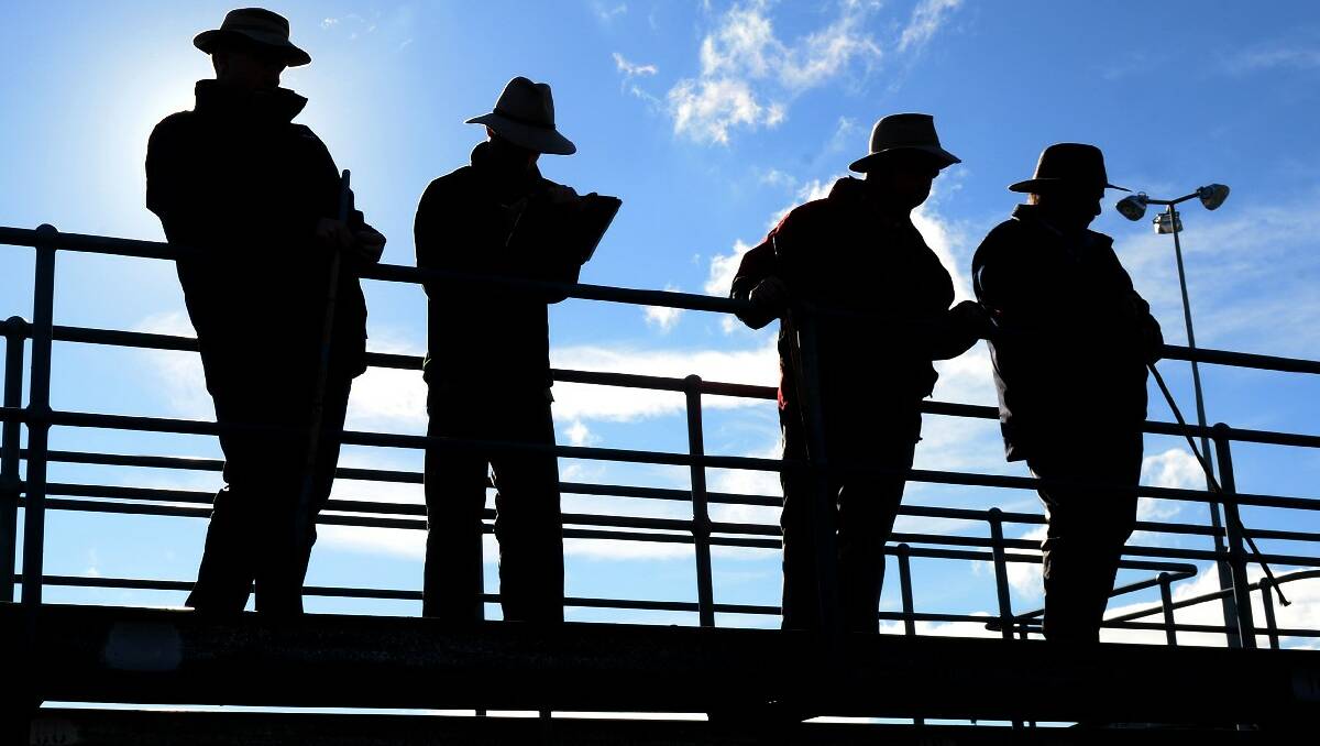 Cattle sale at the Central Victorian Livestock Exchange.