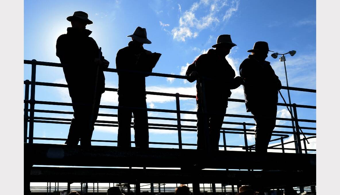 Monthly cattle sale at Ballarat. PHOTO: KATE HEALY