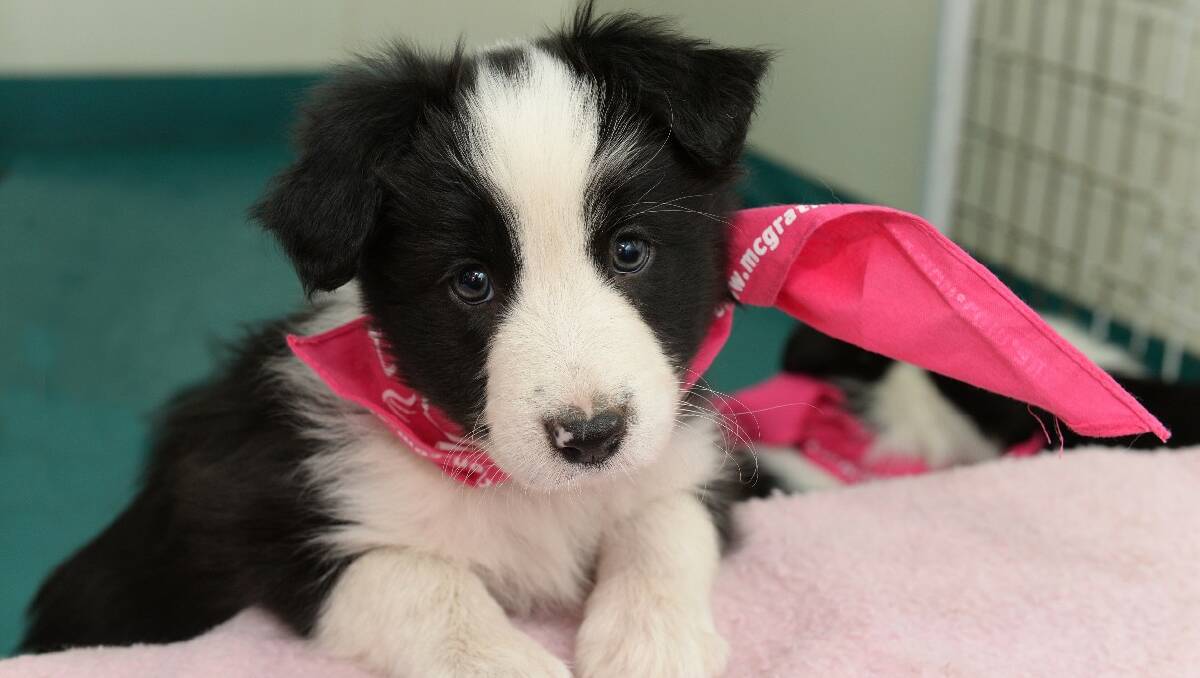 Border Collie pups wearing pink bandanas that are being sold to raise money for the McGrath Foundation.