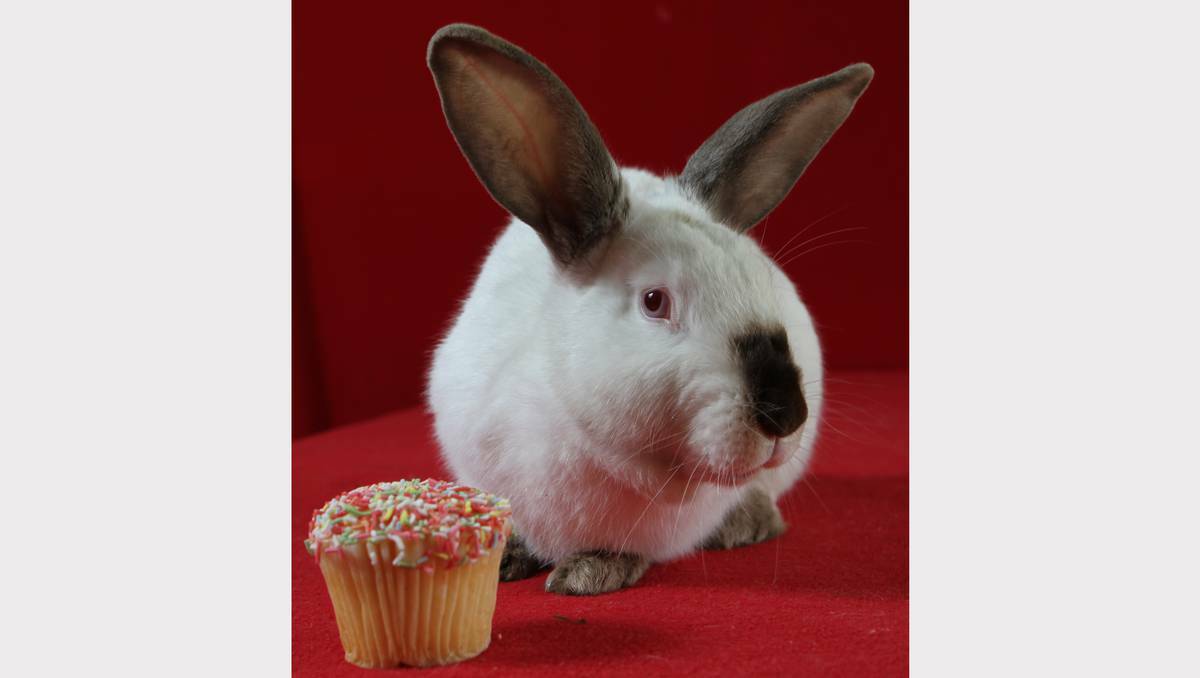 Hercules the Himalayan rabbit knows what is good for him and is more than happy to pose to promote Cup Cake Day, the RSPCA fund-raiser. Picture: Grant Wells