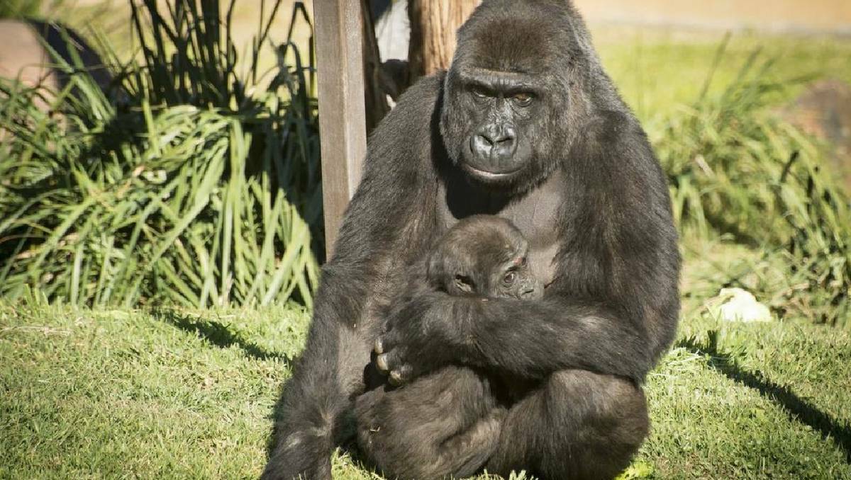 A troupe of gorillas is now on public display at Mogo Zoo in NSW. Picture: Clive Brookbanks
