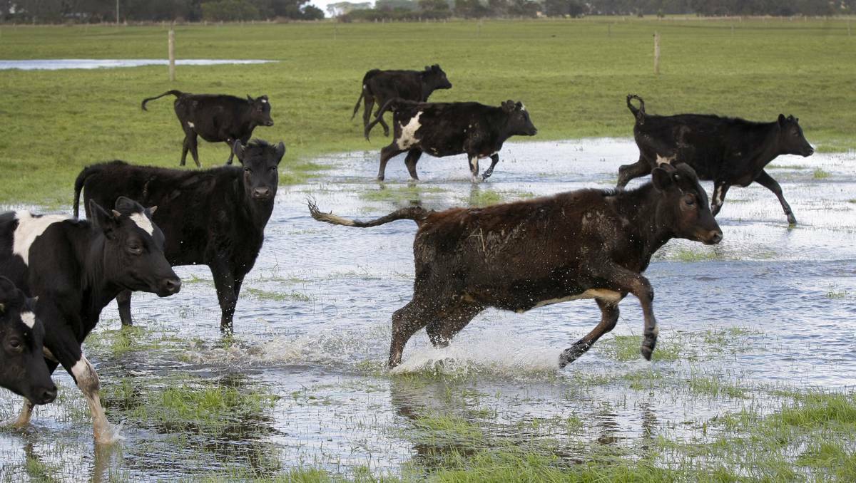 Cattle move through flooded paddocks near Nirranda, Victoria, looking for drier pastures following big downpours. Picture: Rob Gunstone