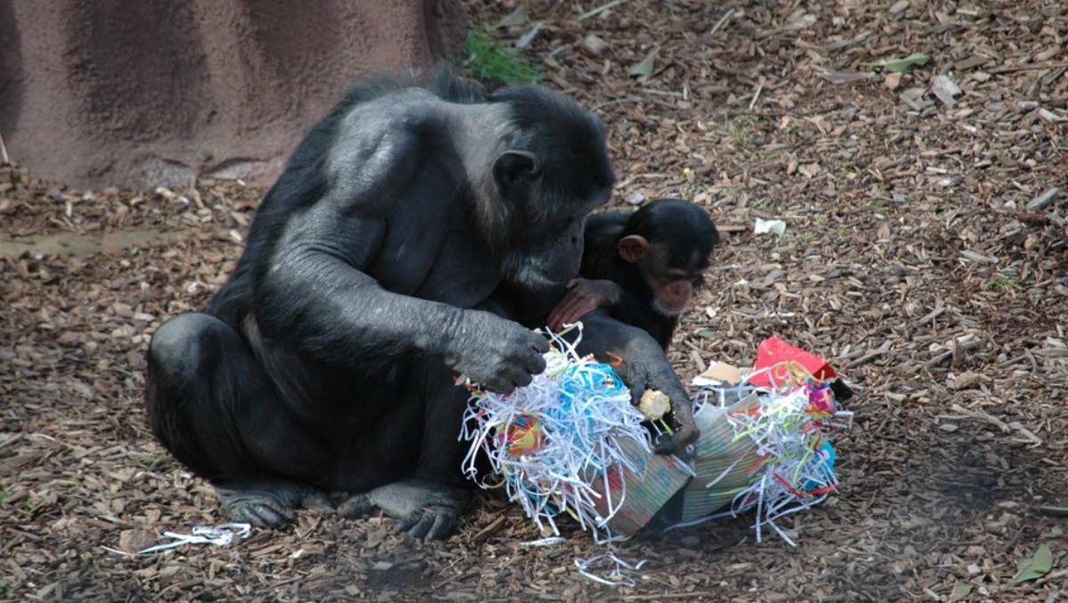 Monarto Zoo in South Australia held a first birthday party for Zuri the chimp on Wednesday. She is the first chimp born at the zoo in its 30-year history. She is pictured with mum Zombi.
