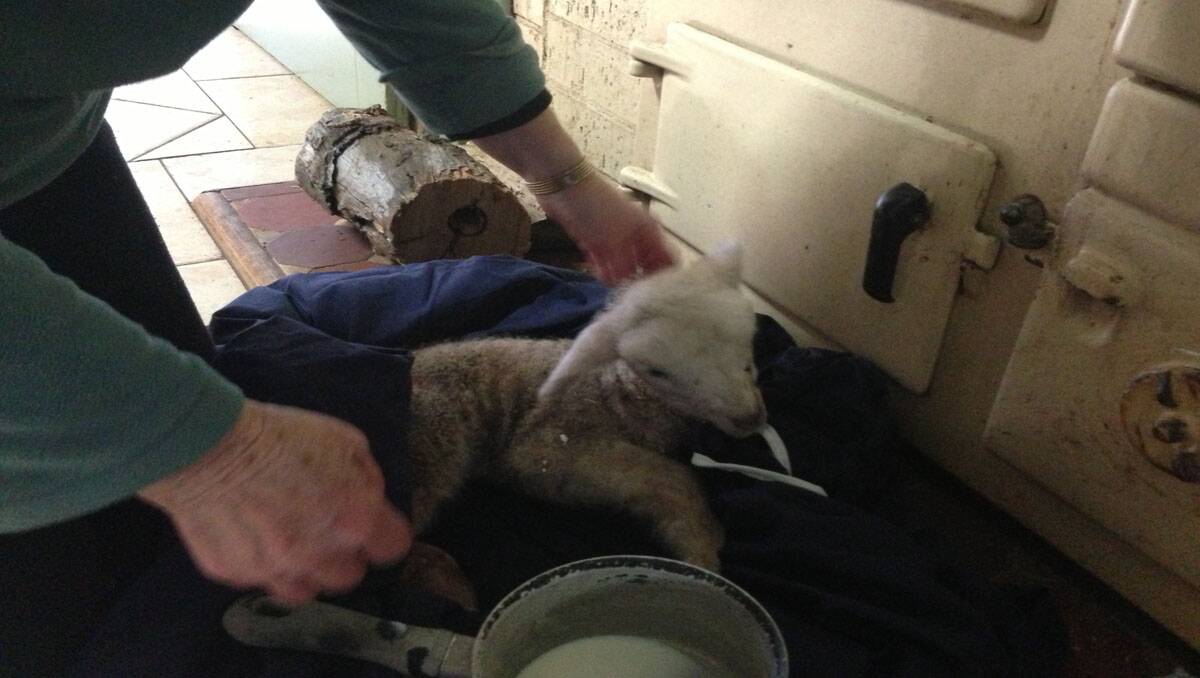 This lamb had been attacked by a fox at a nearby farmhouse. Keeping warm and some milk will be its best chance of immediate survival.