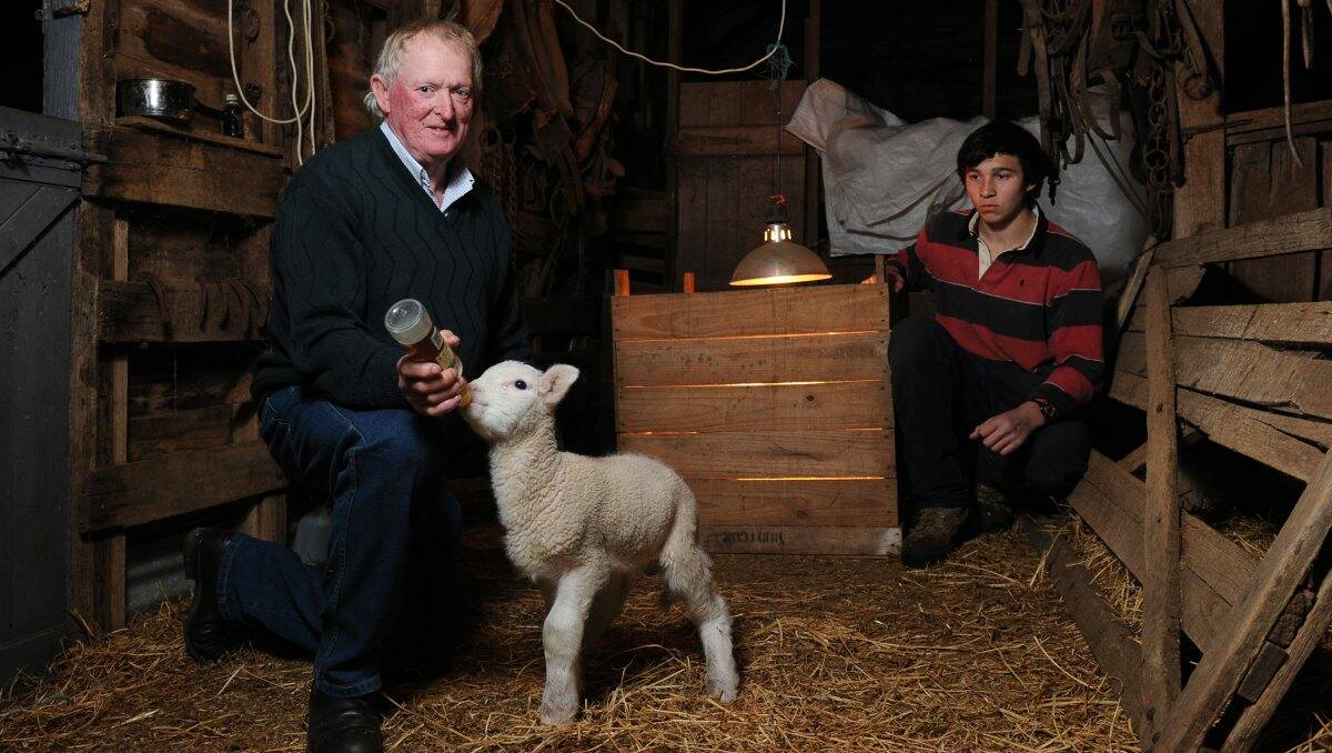 Stuart Sobey feeding one of his orphaned lambs, watched by his son Jason. Photo: Adam Trafford.