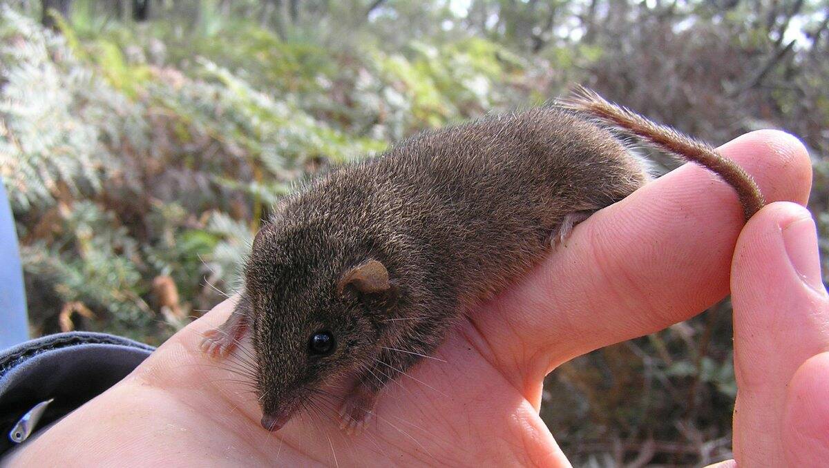 SHORTLIVED: The marsupial mouse is common but not well-known. PICTURE: MICHAEL SALE.