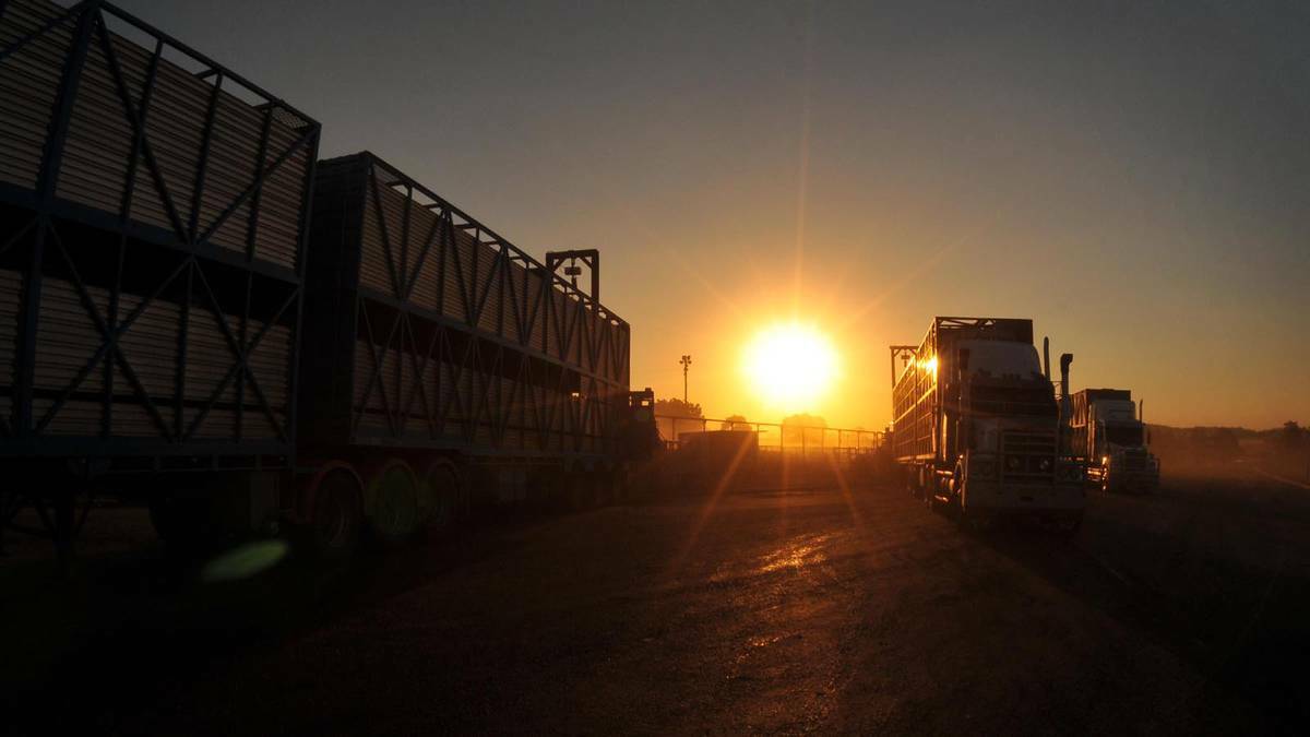 Cattle are loaded onto trucks at the end of a long hot day at the Wagga cattle sale. Picture: Michael Frogley