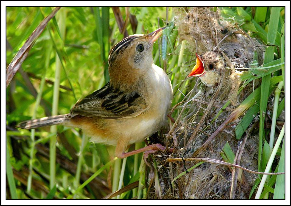 Jim Thomson snapped this picture of a cisticola feeding a chick on a bird watching day in the Hunter Valley.