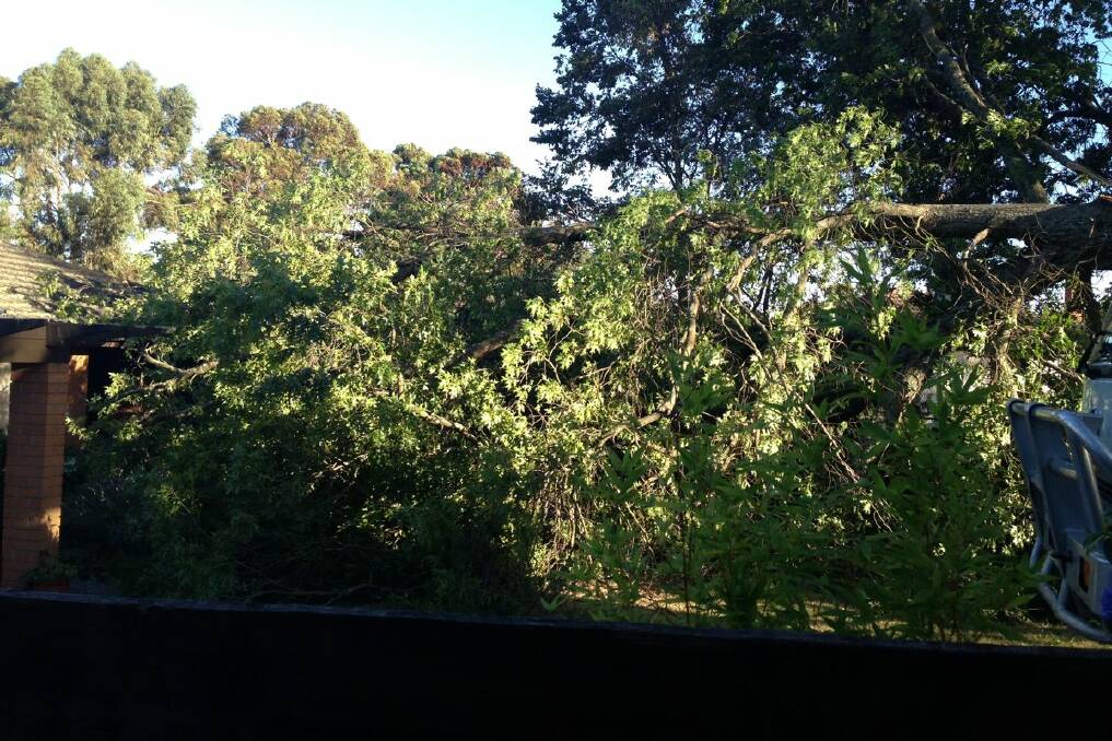 The large tree branch which crashed into the front of the Creswick home. PIC: Matt Dixon