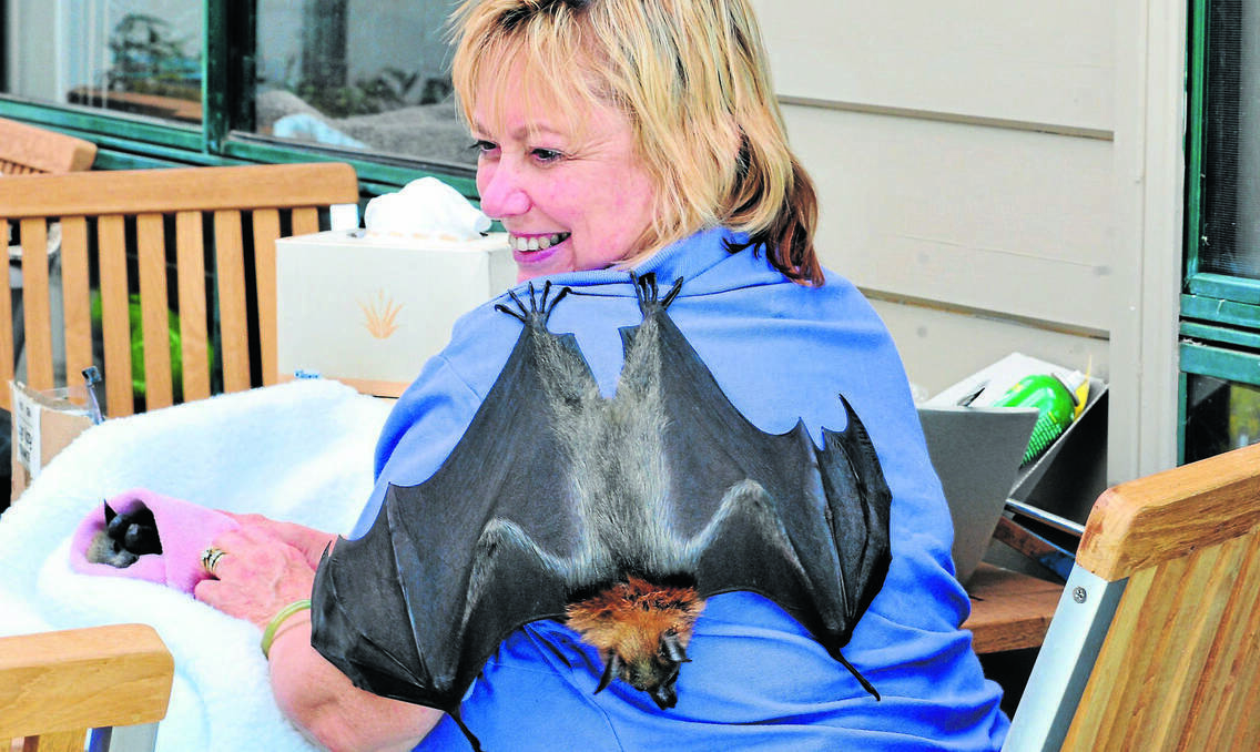 When it comes to saving the koala the expression goes “no tree, no me”, but the slogan could easily be reversed when it comes to flying-foxes, according to Orange's Pamela Dury