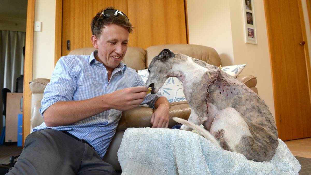 The Courier reporter Pat Nolan with Tilly the Whippet. PICTURE: ADAM TRAFFORD