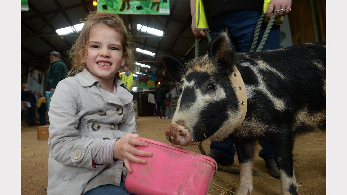 Elle Cofield - 5yo feeds Paiso the Pig. PIC: ADAM TRAFFORD