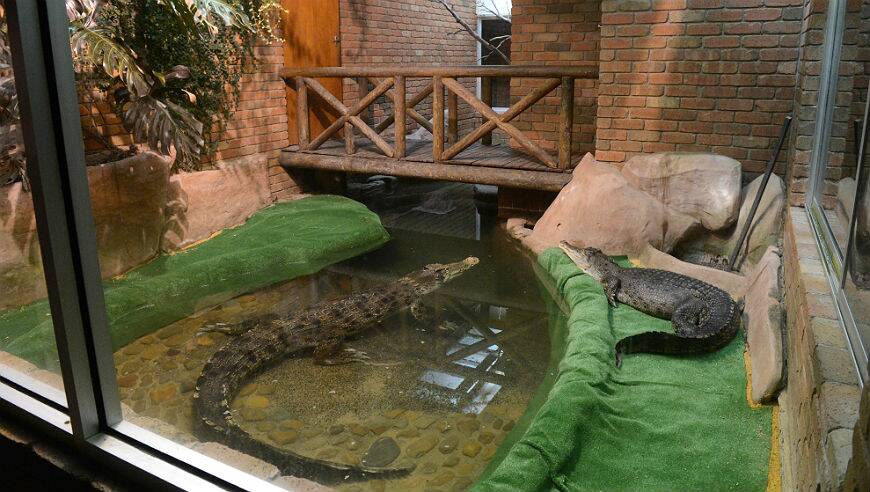 Gator in the existing crocodile enclosure. PICTURE: KATE HEALY