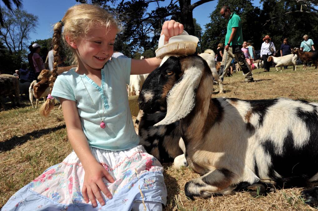 Savannah Studd makes a new friend with a goat PIC: JEREMY BANNISTER 