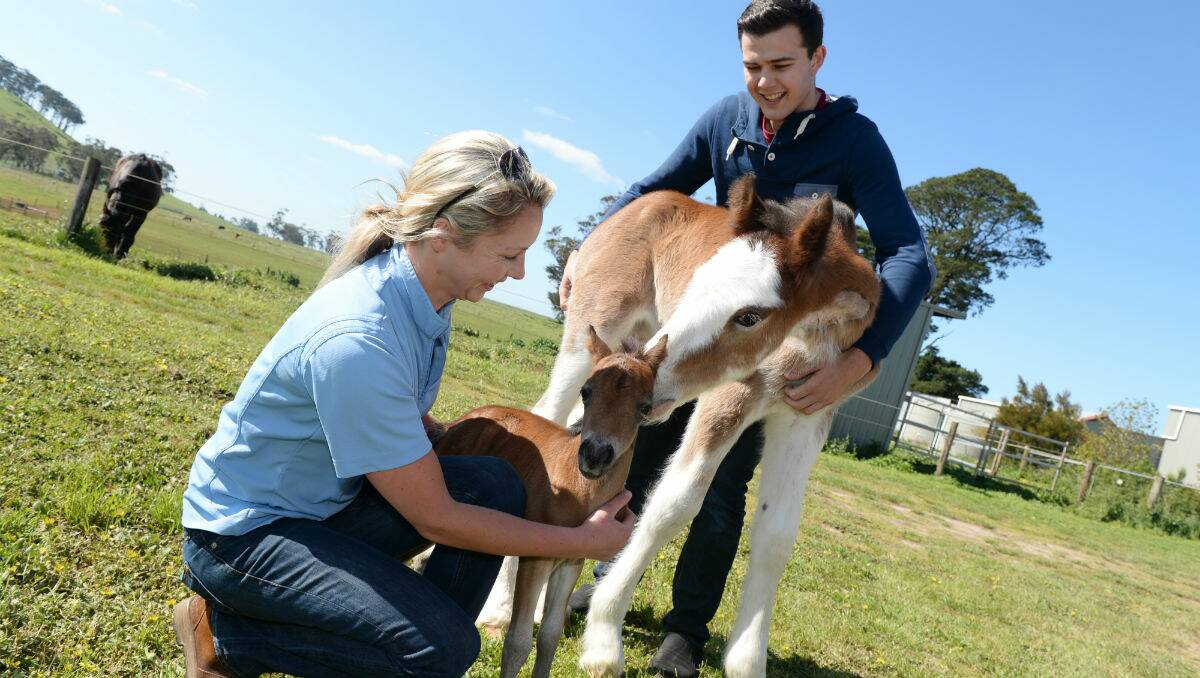 Vet nurse Nicki Mikechnie with the unnamed Shetland foal and Langdon's Hill Lloyd with Tom Shaw. PICTURE: KATE HEALY