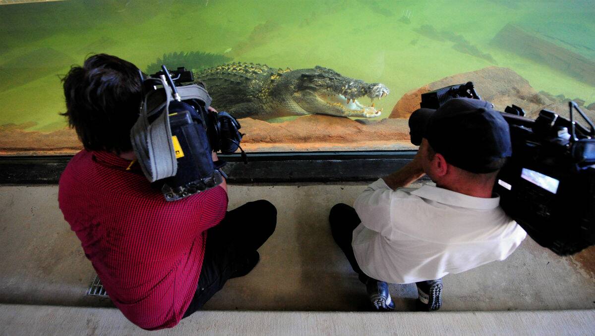 Members of the media meet Crunch for the first time. The park's last crocodile died in May. PICTURE: JEREMY BANNISTER