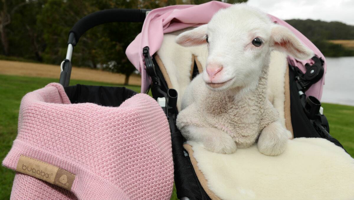 Dutch stroller manufacturer Bugaboo is using Australian merino wool in its accessories. PICTURE: KATE HEALY
