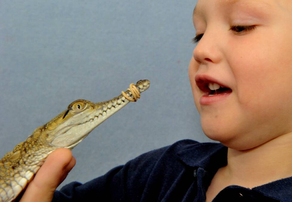 Levi Wright comes face to snout with Charlie the crocodile. Picture: Jeremy Bannister