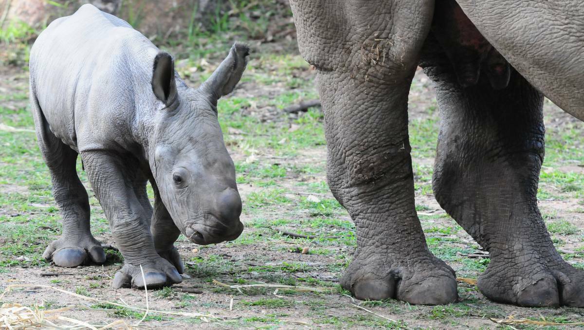 Taronga Western Plains Zoo's newest baby at Dubbo is rhino calf with mum Mopani. Pic: Louise Donges