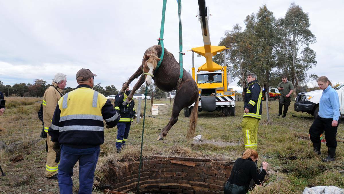 Fuzz, a two-year-old Welsh mountain pony, is lifted to safety from the well on a property near Orange. Photo: Steve Gosch