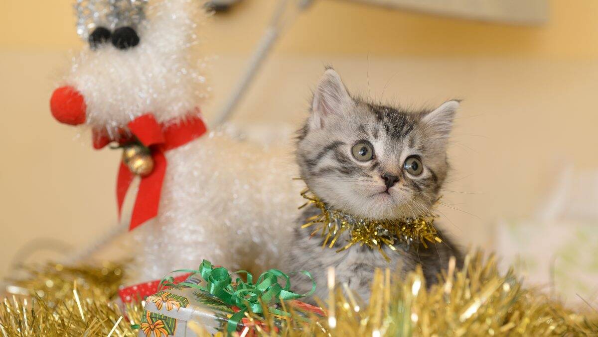 Albus the kitten is ready for Christmas, as long as his owners keep him safe. PICTURE: KATE HEALY