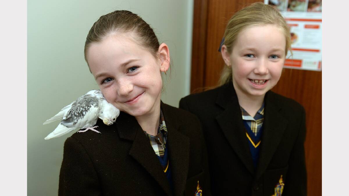 The missing cockatiel, Betty the bird, is reunited with her family after she was cared for by Eureka Vet Clinic after suffering head trauma. Betty sits on Hannah Unmack's shoulder, with Madeline Unmack. PHOTOGRAPHER: KATE HEALY