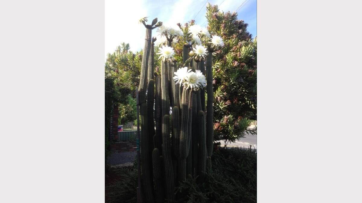 Your Christmas Day: Anne Pinkerton's cactus flowered just in time for Christmas