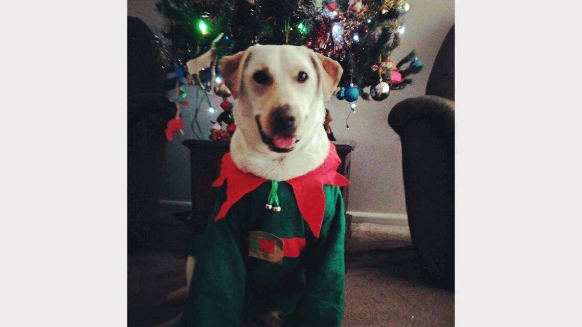 Santas little helper. Why should the kids have all the fun! meet Daisy, Santas little helper! Submitted by reader Alena Hodgetts. 