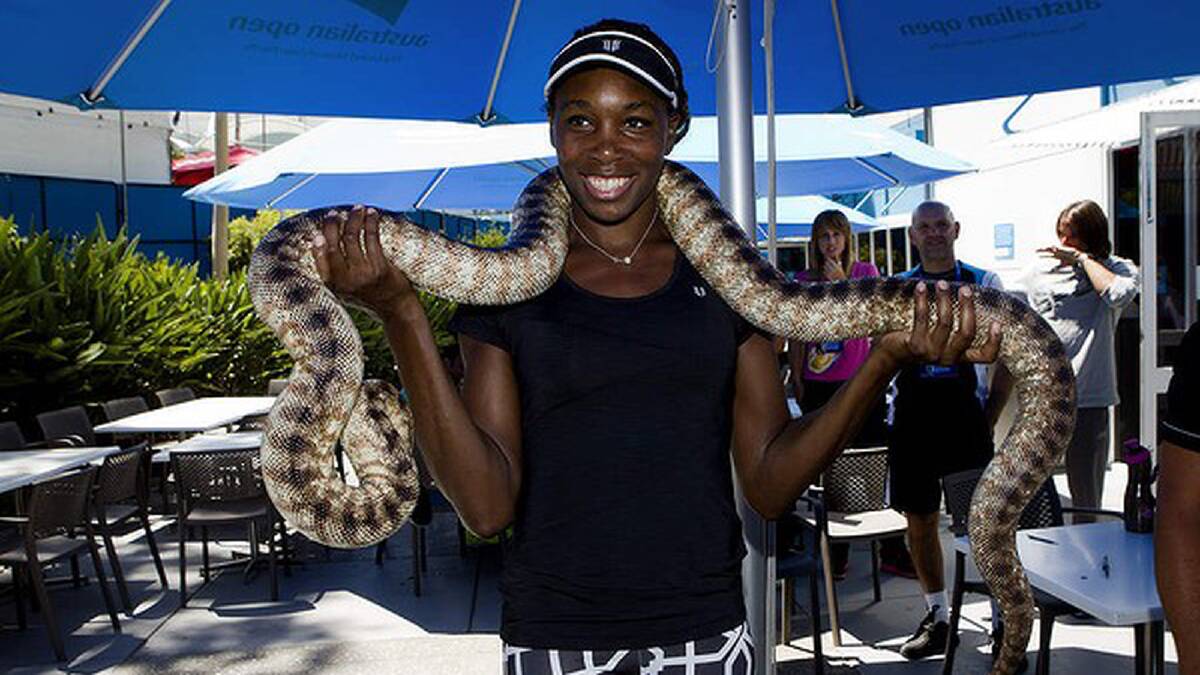Tennis player Venus Williams with a python at Melbourne Park. Light entertainment is arranged for the players throughout the tournament. Photo: Paul Jeffers