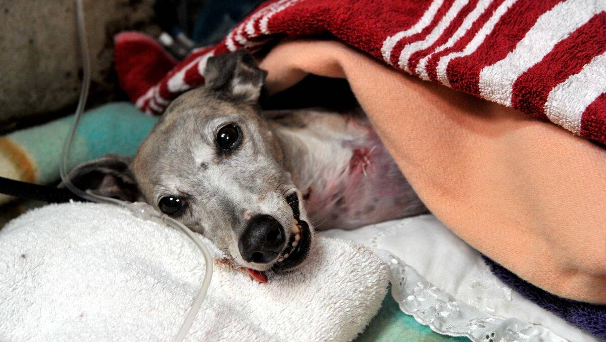 Tilly the whippet recovers from surgery at the Wendouree Veterinary Practice after being savaged by two staffordshire terriers.