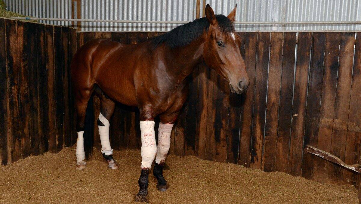 Thoroughbred racer Vinnie became caught in barbed wire after explosives were thrown into his paddock.