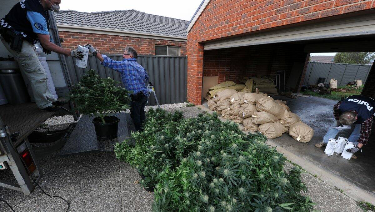 A police officer removes some of the 200 cannabis plants found during a raid at a house in Leicester Court, Alfredton.