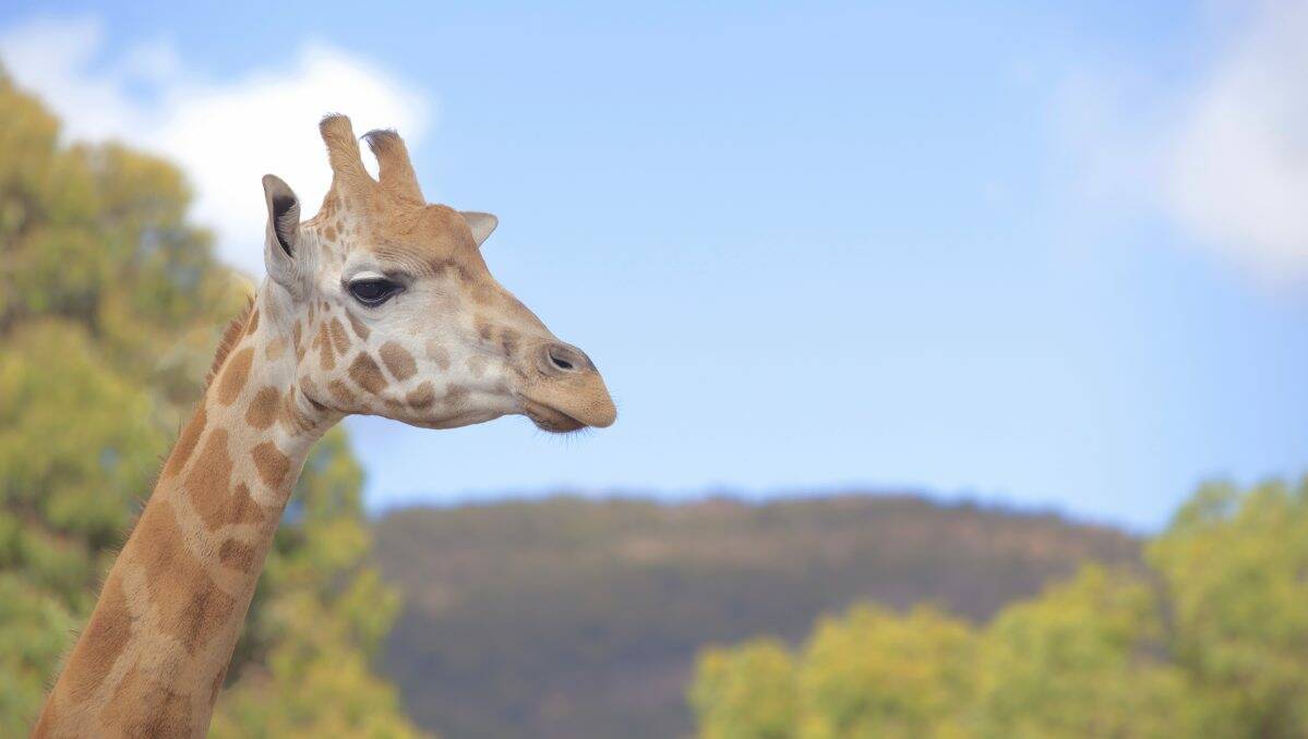 Pumika the giraffe arrives at Halls Gap Zoo.