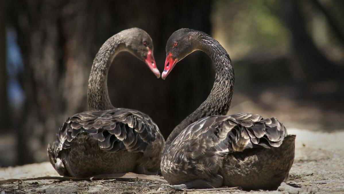 Partners: Will and Kate the lovestruck black swans at the Ballarat Wildlife Park.