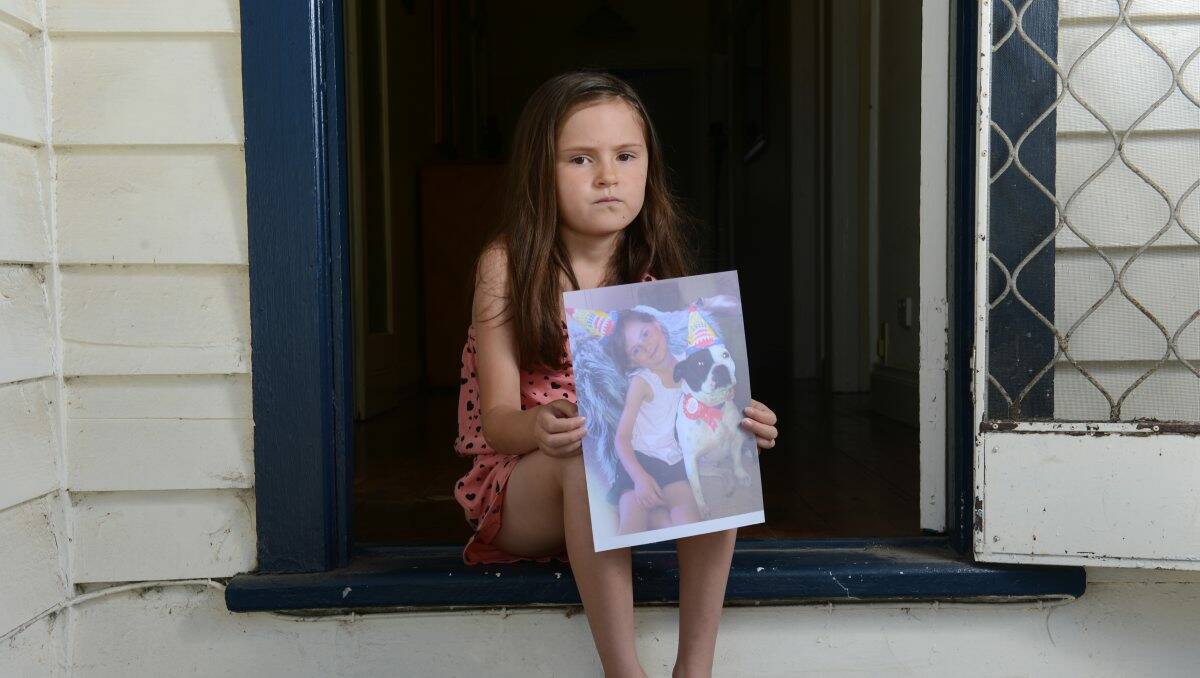 Sarah Parsell, 7, with a picture of Ruby who is believed to have been stolen from the front yard of her family’s home in Sebastopol. PICTURE: ADAM TRAFFORD