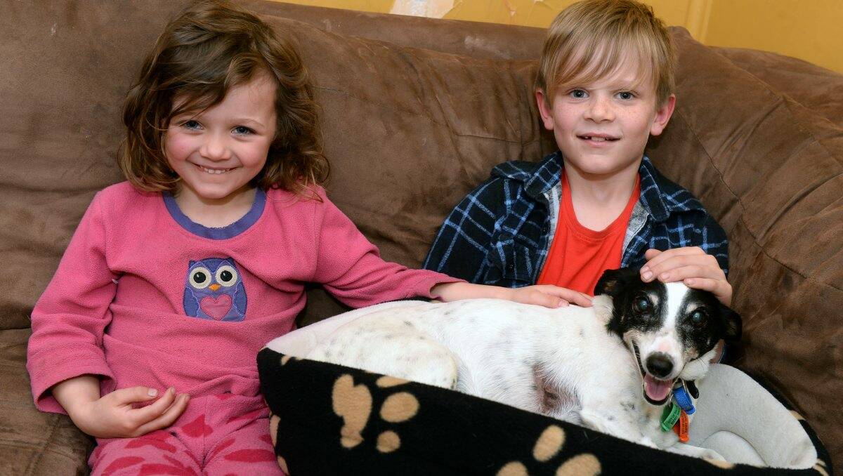 WONDER DOG: Salty is welcomed home by Jamie, 4, and Archie Maule, 8 last night. PICTURE: KATE HEALY