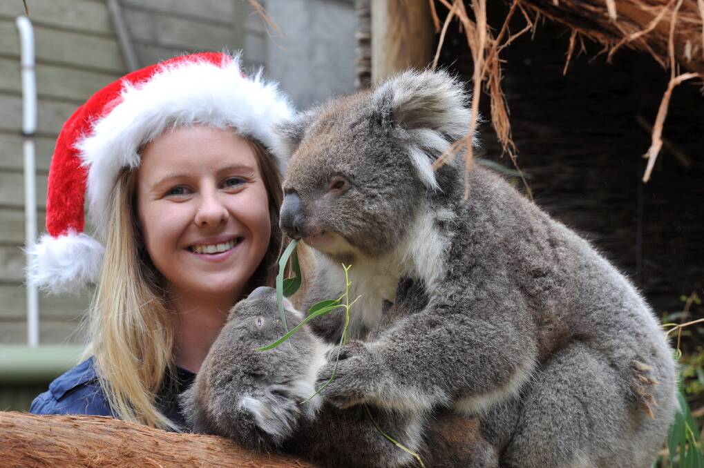 Lauren Pix with koala mum Gemma and Mr Snooze who will enjoy a Christmas lunch at the Ballarat Wildlife Park.