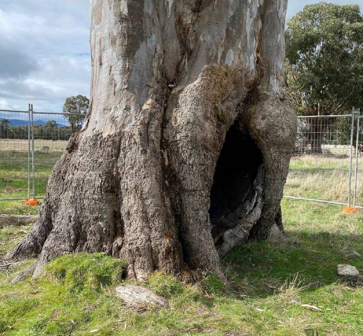Djab Wurrung birthing trees vandalised, suspected to be poisoned