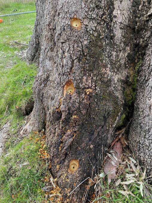 Three drill holes at the base of one of the birthing trees, where poison is suspected to have been placed. Picture supplied